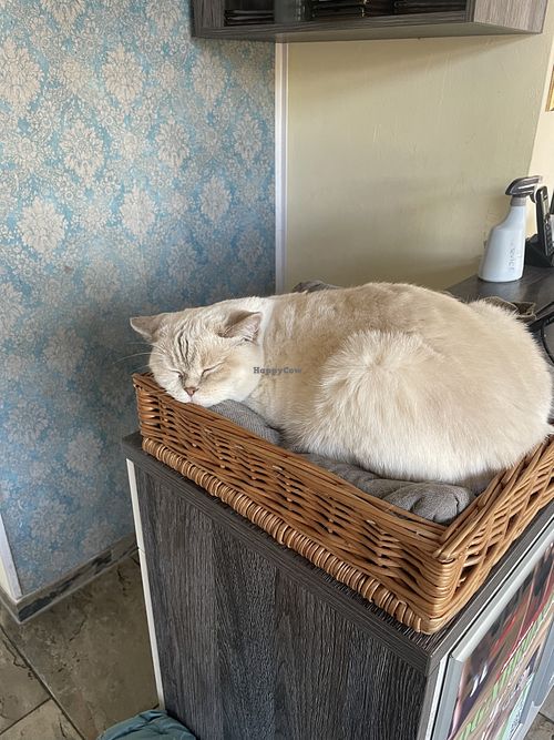 Fur Friends  at Katzentempel - Leipzig Ost in Leipzig