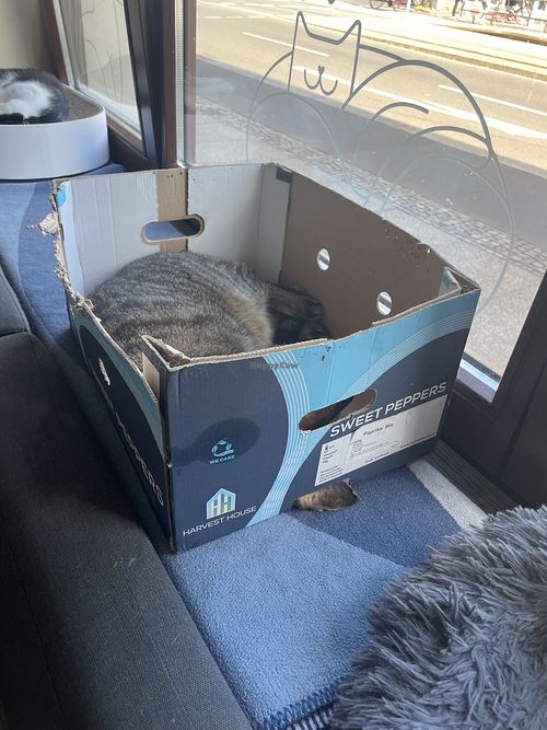 Fur Friends  at Katzentempel - Leipzig Ost in Leipzig