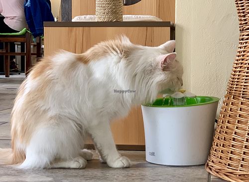 cat at Katzentempel - Leipzig Ost in Leipzig