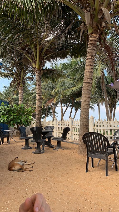 Chilling with the pups at The Container Beach Restaurant in Negombo