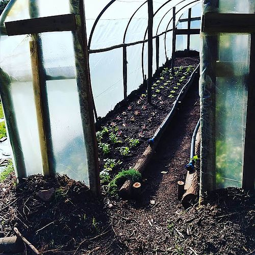Plants starting to grow prior to being transplanted in the organic farm at TerrAzoia in Colares
