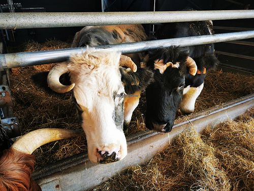  at Animaux en Péril in Isieres