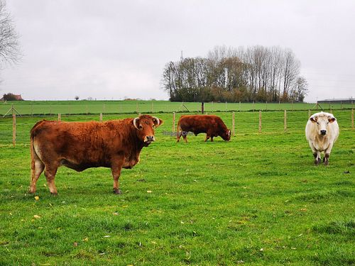  at Animaux en Péril in Isieres