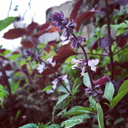 Basil flowers from our herb garden at Prana Center in Da Lat