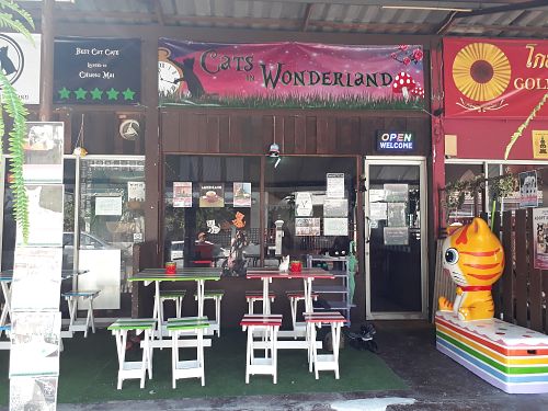 Outside at Cats in Wonderland in Chiang Mai