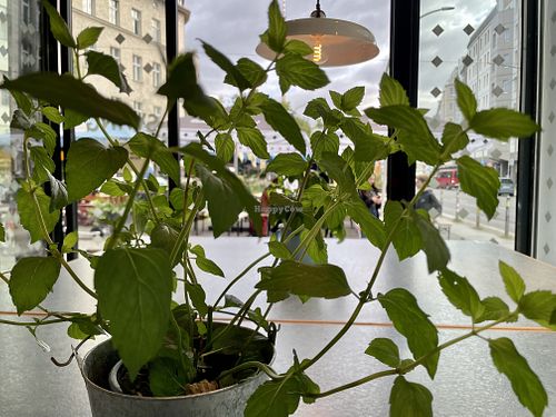 plant at Swing Kitchen - Rosenthalerstraße in Berlin