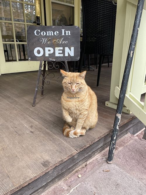 Welcome cat  at Porch & Pantry in Mt Gretna