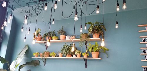 Plants at Counterpart Vegan in Los Angeles