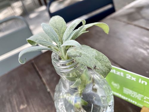 table at Sattgrün Kolumba Viertel - Mitte in Cologne