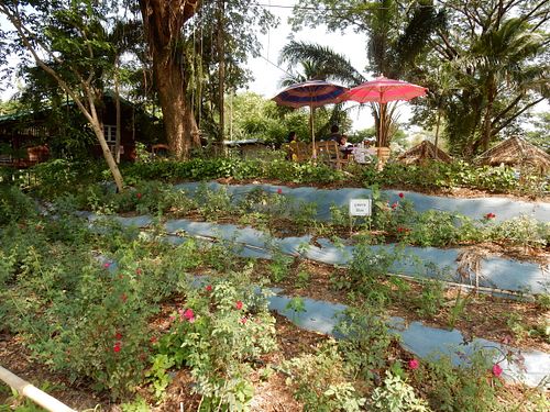 Vegetable plantations at Vegan Town in Lampang