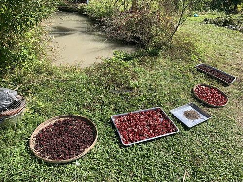 Dried rosella  at Thai Zen Farm in Pai