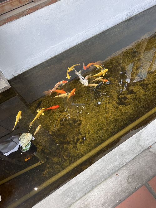 koi fishes outside the place  at Here & Now - Binh Thanh in Ho Chi Minh City