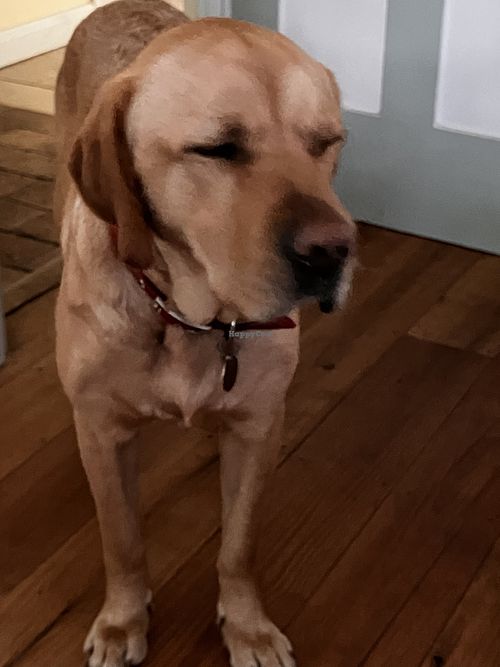 Charley  at Nab Cottage in Bexhill