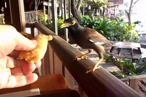 Dinner guest at Cabbages & Condoms in Pattaya