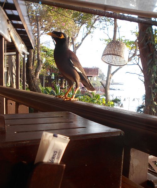 Any food for me? at Cabbages & Condoms in Pattaya