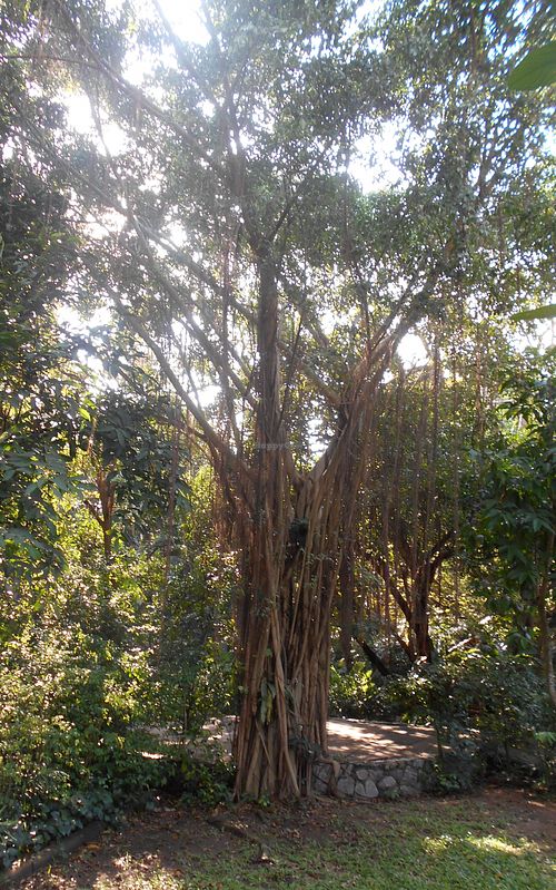 On the path at Cabbages & Condoms in Pattaya