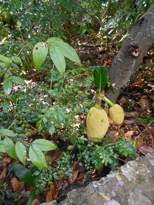 on the path at Cabbages & Condoms in Pattaya