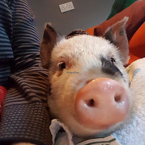 Avo is one of FRIEND's newest residents.  You'll never guess why they named him that ;O) at Friend Farm Animal Sanctuary in Tonbridge