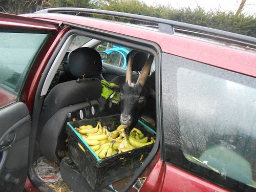 The ever-present Dave is always getting into trouble. at Friend Farm Animal Sanctuary in Tonbridge