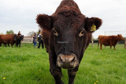 Rosie, the matriarch of the cows (And pretty much everyone) turns 21 in 2019. at Friend Farm Animal Sanctuary in Tonbridge