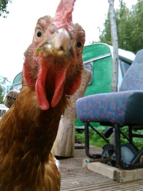 The birds will likely be some of the first residents to greet you :O) at Friend Farm Animal Sanctuary in Tonbridge