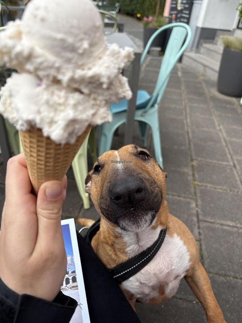 Sorte Bienenstich und weiße Schokolade in Veganer Waffel  at Dolomiddi in Nuremberg