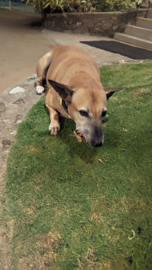 Cone dog🍦 at The Doctor's House in Matara