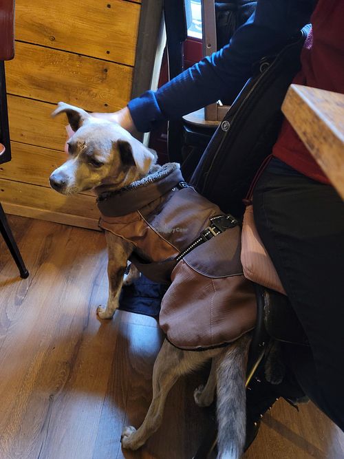 Comes with resident well-behaved doggies at Szabad Bisztro in Budapest