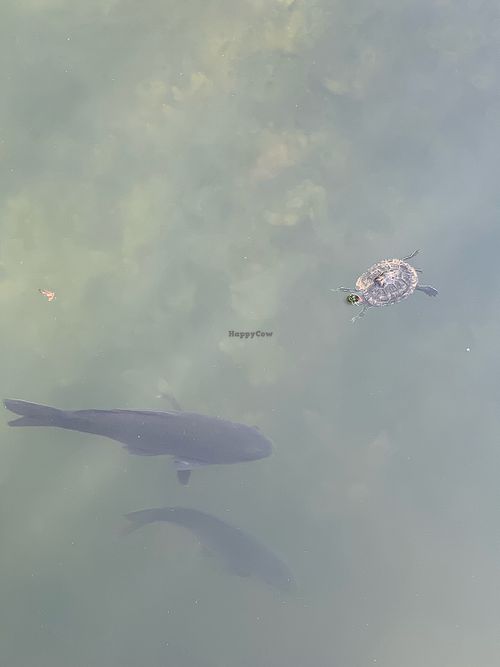 Coy fish and Turtles in the lake (for viewing!) at Cafe 7 Winds in Yomitan