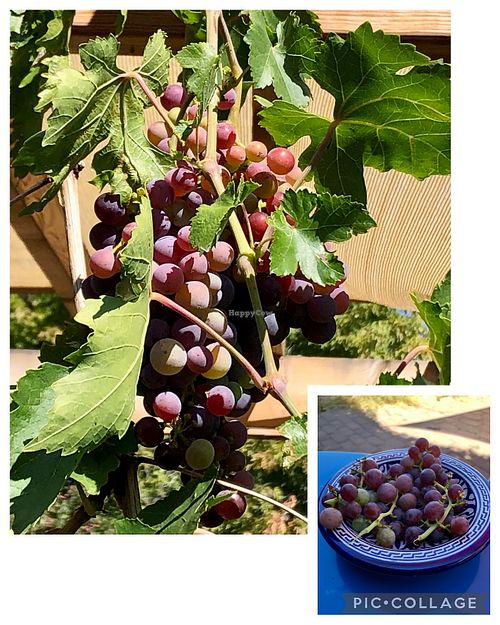 Vine to table!  at Terra Veg in Klamath Falls