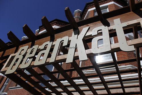 Bearkat in the sun  at BearKat Bistro in Bournemouth