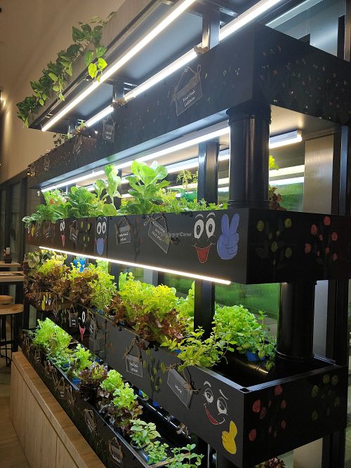 Vegetables are from these hydroponics at Green Ba - Somerset in Central Singapore