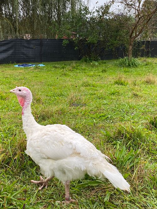 Drew, a turkey Woodstock Farm Sanctuary rescued from a live market before Thanksgiving 2022 at The Gray Barn in High Falls