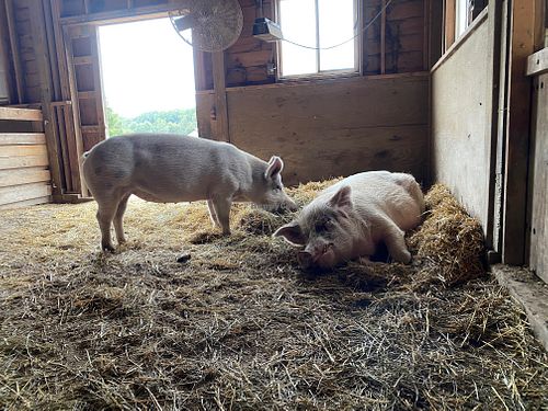 Two of the rescued pig residents. at The Gray Barn in High Falls