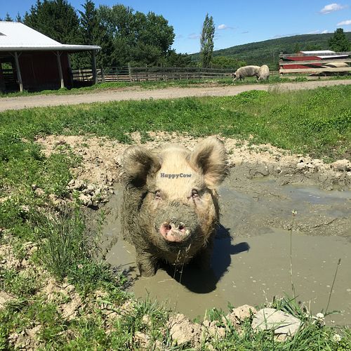 Happy pigs in mud puddles! at Farm Sanctuary in Watkins Glen