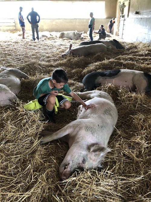 Belly rubs! at Farm Sanctuary in Watkins Glen