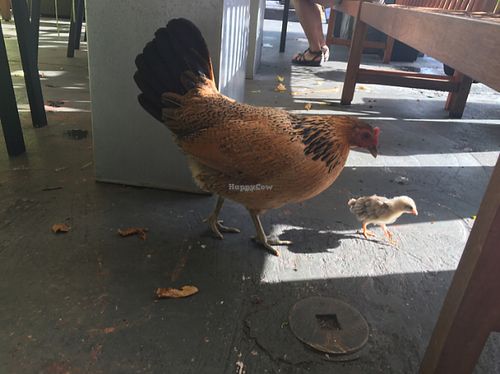 chickens! at Date & Thyme - Help Yourself in Key West