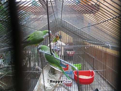 The restaurant is home to many caged birds. at Nirvana in Mexico City