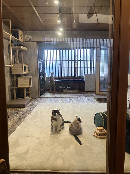   at Neu Cat Cafe in Osaka