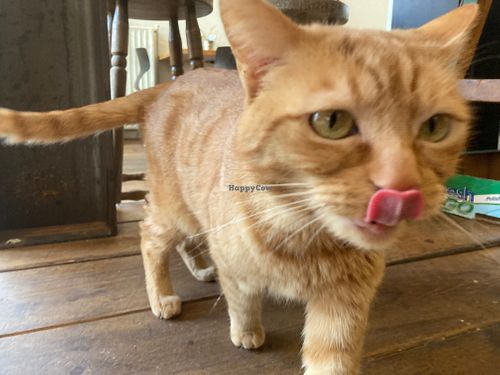 Resident mouse catcher at VanPlanten in Utrecht