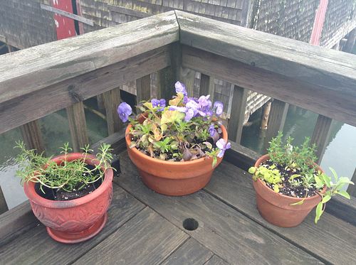 herbs & flowers on the the deck at Sally Ann's Cafe and Market in Lubec