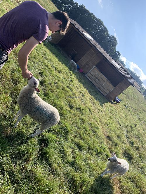 Meeting the sheep in front of the field shelter! at The Field Shelter Guesthouse & Sanctuary in Blairgowrie