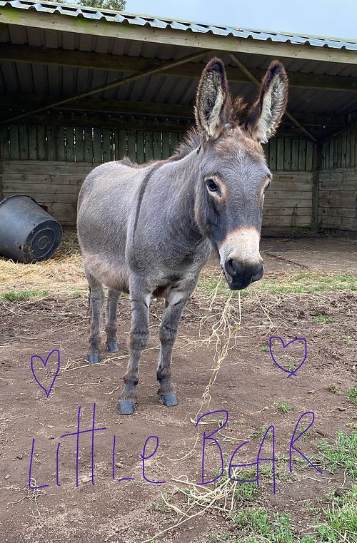 ‘Little Bear'  at Flicka Donkey Sanctuary in Penryn