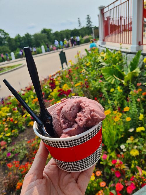 Sadie's Ice Cream Mackinac Island Michigan Ice Cream HappyCow
