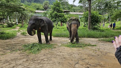 These two are besties apparently 💜 at Phuket Elephant Sanctuary in Phuket