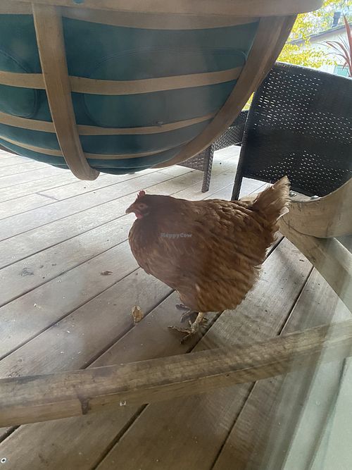 chuck at The Base Vegan Retreat & Small Animal Sanctuary in Bristol