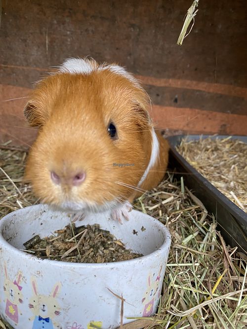 GuineaPig at The Base Vegan Retreat & Small Animal Sanctuary in Bristol