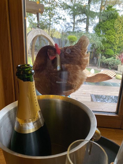 local residents at The Base Vegan Retreat & Small Animal Sanctuary in Bristol