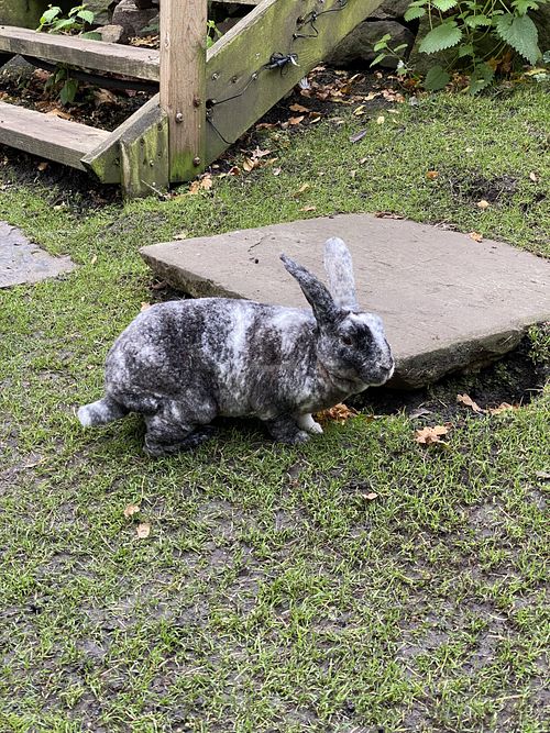 bunny at The Base Vegan Retreat & Small Animal Sanctuary in Bristol