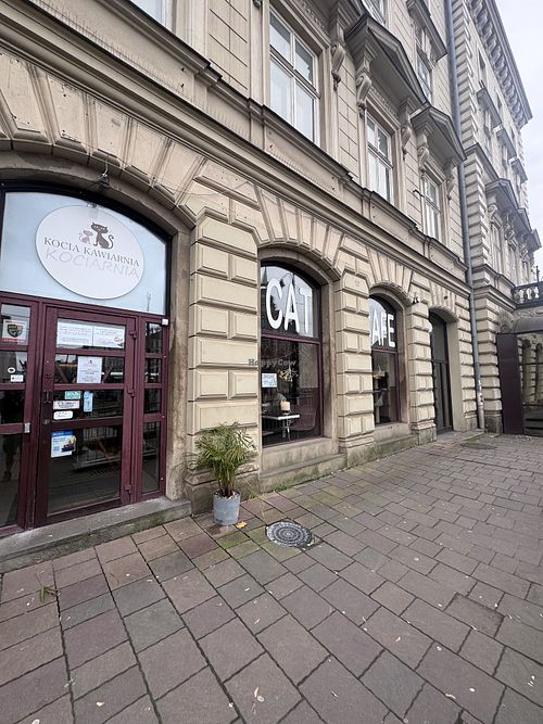   at Cat Café Kociarnia in Krakow